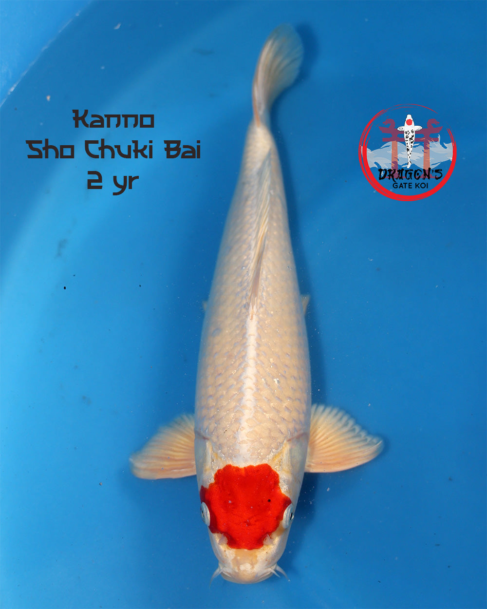 Kanno - Tancho Shochikubai - Nisai - 40 cm in a blue pond. Beautiful Tancho Shochikubai Nisai koi swimming gracefully.