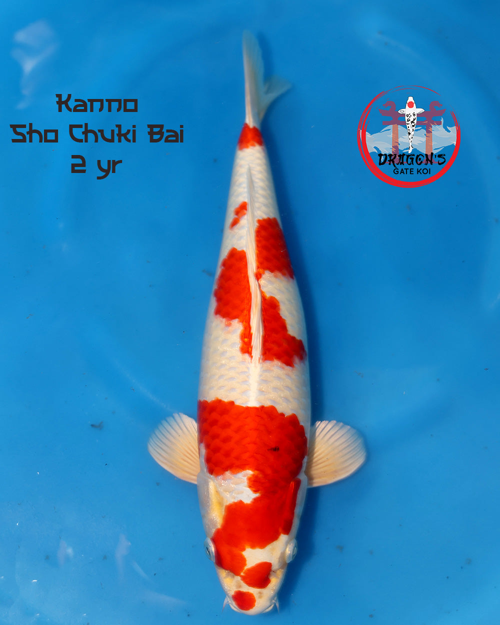 Kanno Shochikubai Nisai koi fish 45 cm displayed in vibrant blue water