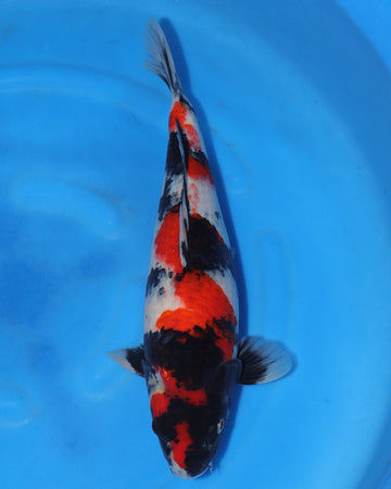 Showa - Sakamaki - Nisai - Male - 41 cm