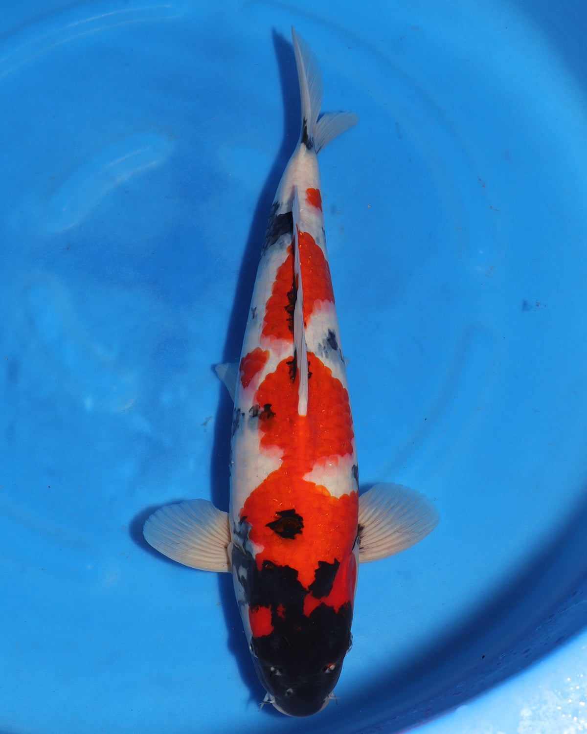 Showa - Sakamaki - Nisai - Male - 46 cm