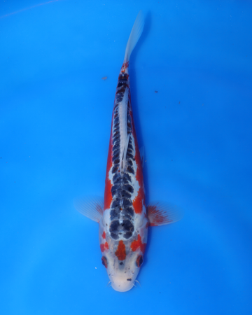 Shusui Chibi Nisai koi from Otsuka Koi Farm, 8-10 inches.