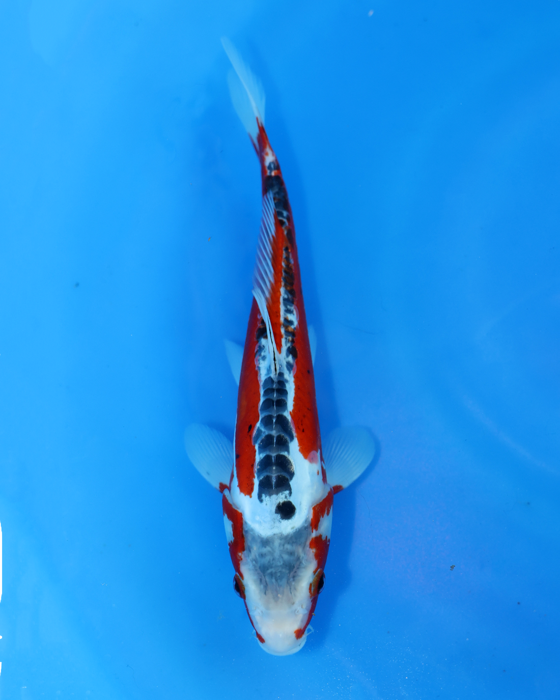 Shusui Chibi Nisai koi fish swimming in a blue pond, 8-10 inches, showcasing vibrant colors and patterns.