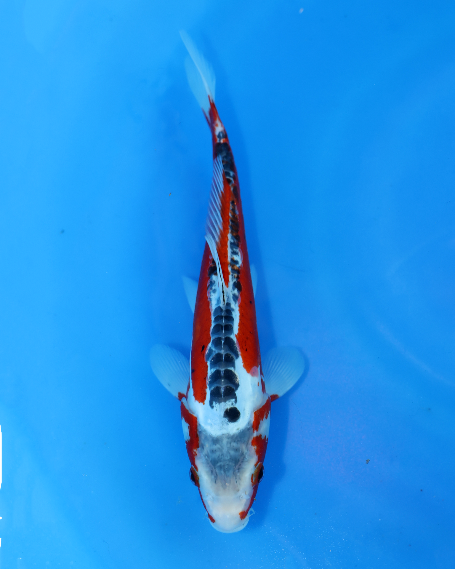 Shusui Chibi Nisai koi fish swimming in a blue pond, 8-10 inches, showcasing vibrant colors and patterns.