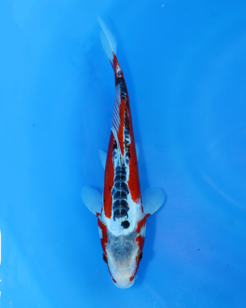 Shusui Chibi Nisai koi fish swimming in a blue pond, 8-10 inches, showcasing vibrant colors and patterns.