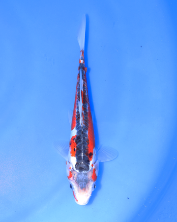 Shusui chibi nisai koi 8-10 inches swimming in blue water.