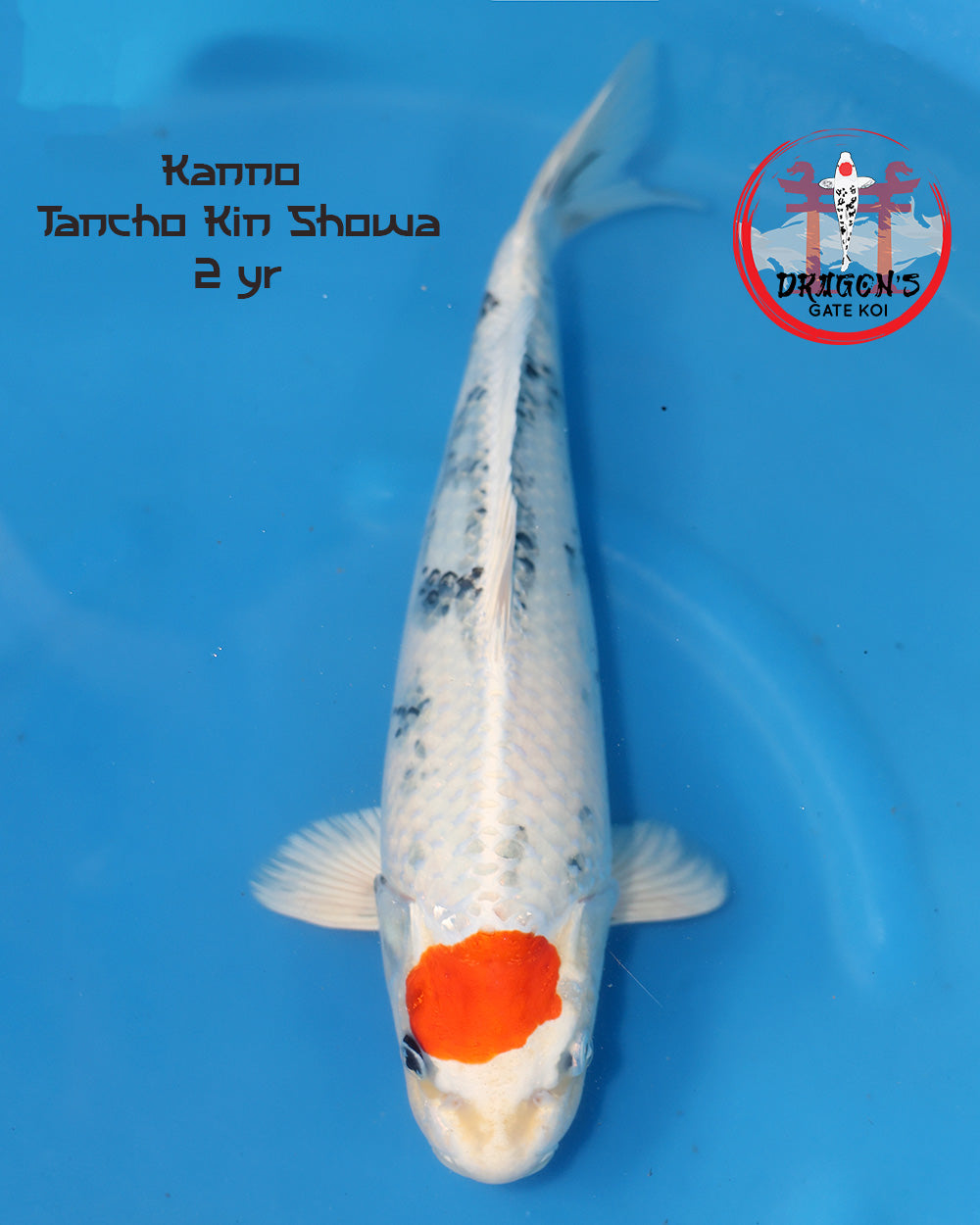 Tancho Kin Showa Nisai koi 42cm from Kanno Koi Farm, showcasing stunning colors and quality, perfect for koi enthusiasts.