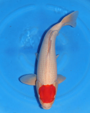 Tancho Kohaku - Sakamaki - Nisai - Male - 46 cm