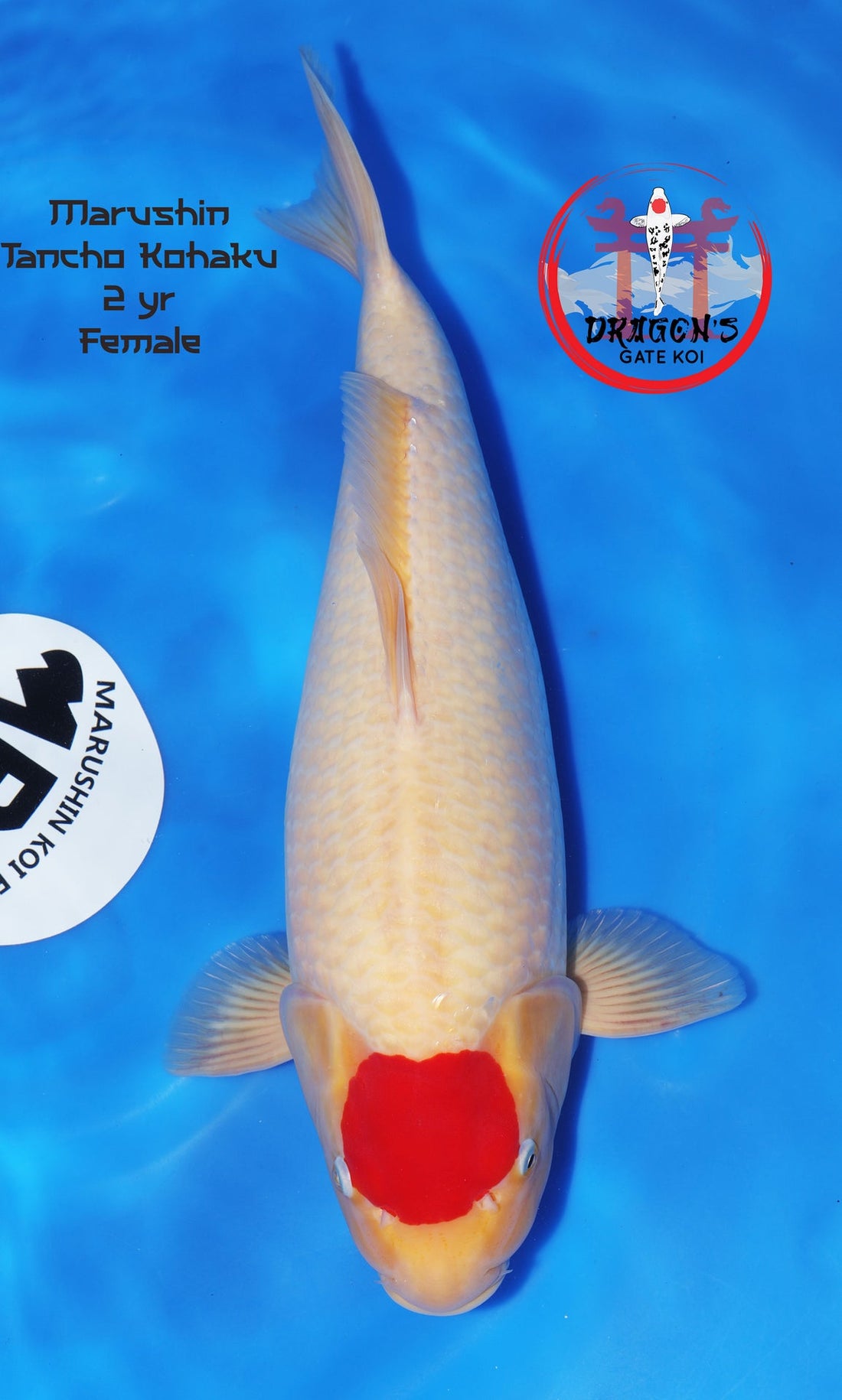 Marushin Tancho Kohaku female koi, 2-year-old, swimming in blue water, showcasing vibrant colors.