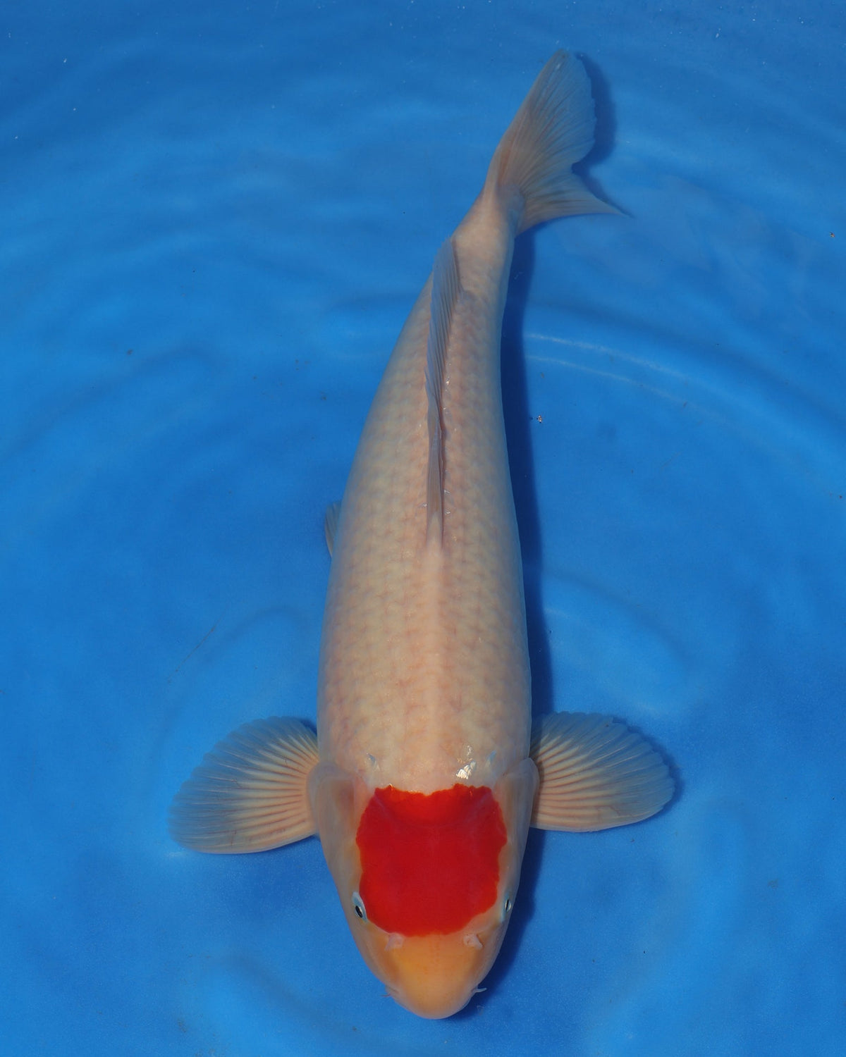 Tancho Kohaku - Sakamaki - Nisai - Male - 40 cm