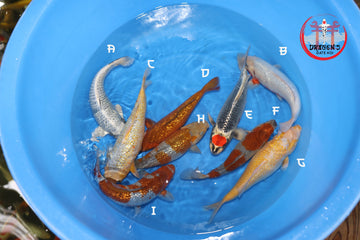 Ikarashi Ozumi mixed bowl with various types of fish swimming in blue water.