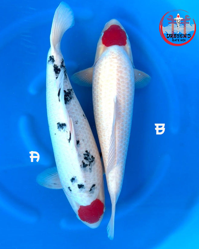 Tancho Kohaku female koi fish 60cm showcased in a blue pond, featuring one Sanke and one Kohaku.
