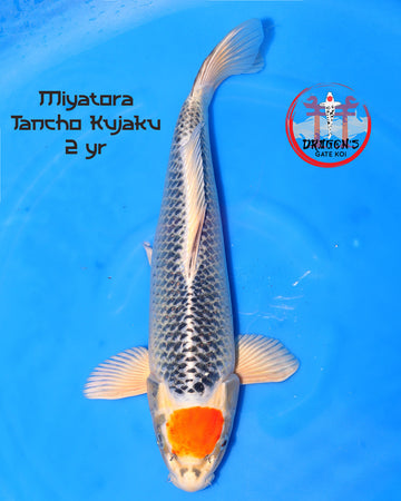 Miyatora - Tancho Kujaku Nisai koi fish 41cm swimming in blue water.