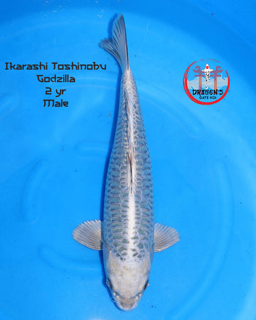 Ikarashi Toshinobu Godzilla Nisai male fish 45 cm in a blue pond.