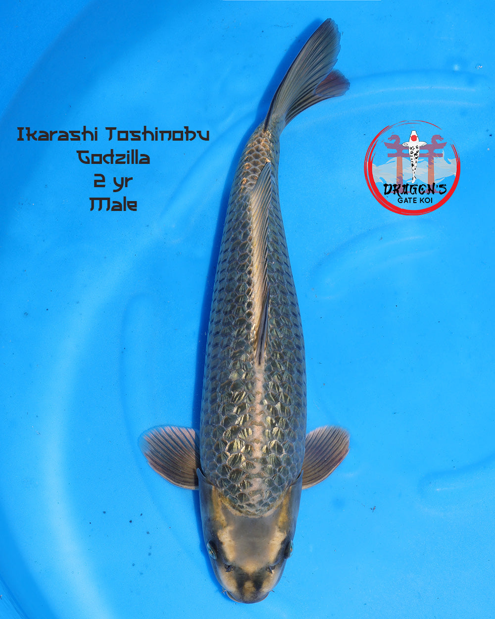 Ikarashi Toshinobu Ginrin Godzilla male koi fish in a blue background, 2 years old and 45 cm long.