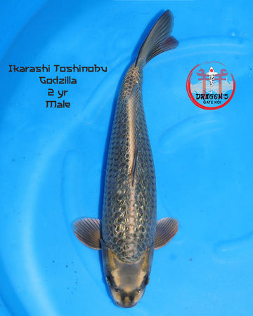 Ikarashi Toshinobu Ginrin Godzilla male koi fish in a blue background, 2 years old and 45 cm long.