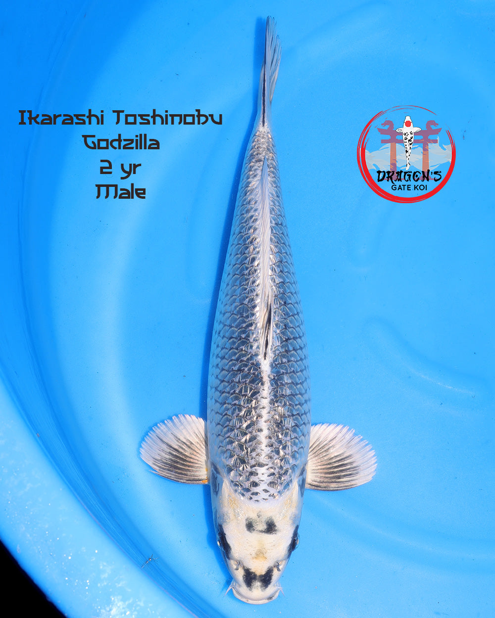 Ikarashi Toshinobu Godzilla 45 cm male fish displayed on a blue background, showcasing its unique features.