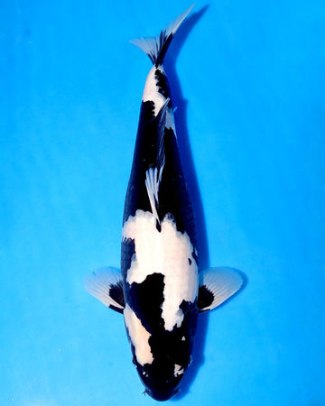 NND Koi Farm - Shiro Utsuri (HQ) - Female - Nisai - 46 cm