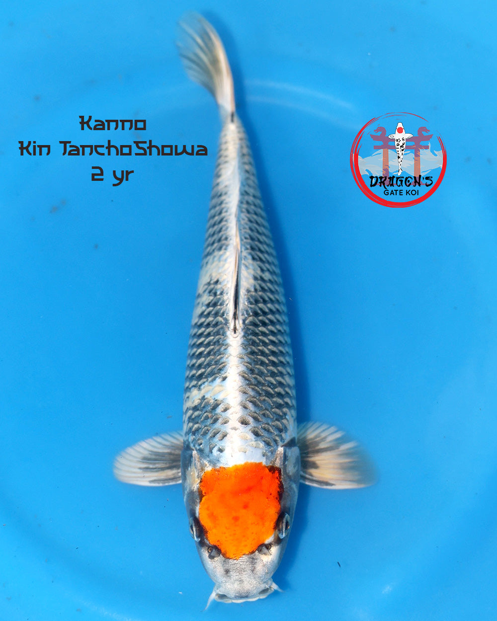 Kanno Tancho Kin Showa Nisai koi in blue water, showcased at 42 cm, ungendered and vibrant colors.