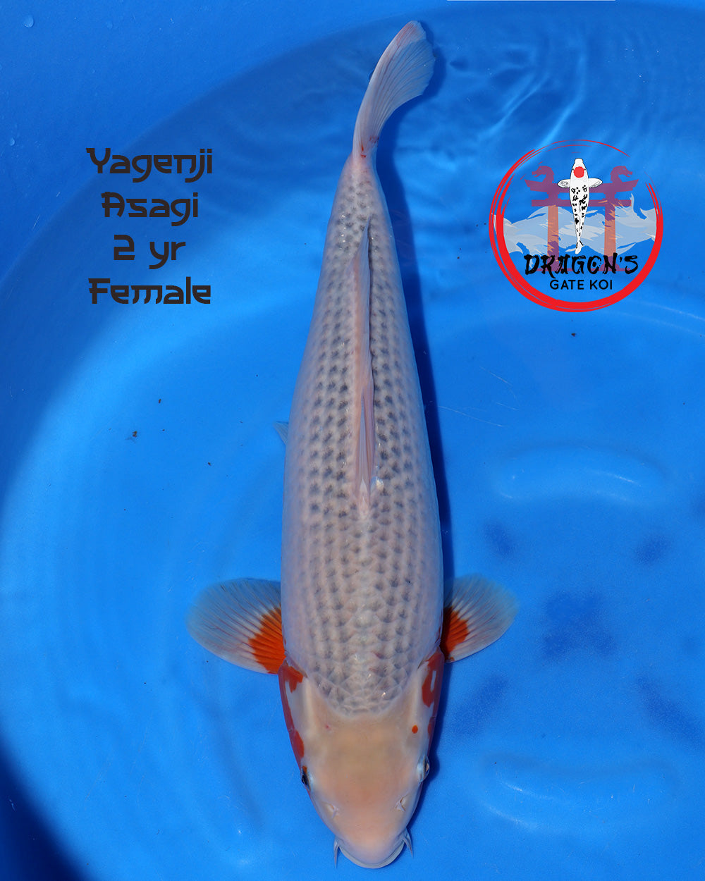 Yagenji Asagi Nisai 52cm female koi swimming in blue water, showcasing beautiful colors and markings.