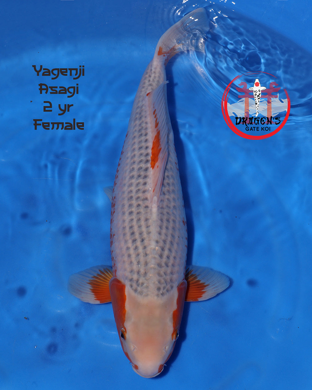 Yagenji Asagi Nisai fish, 53 cm female, 2 years old koi swimming in blue water.