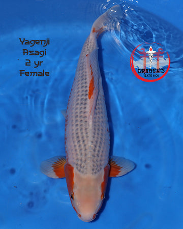 Yagenji Asagi Nisai fish, 53 cm female, 2 years old koi swimming in blue water.