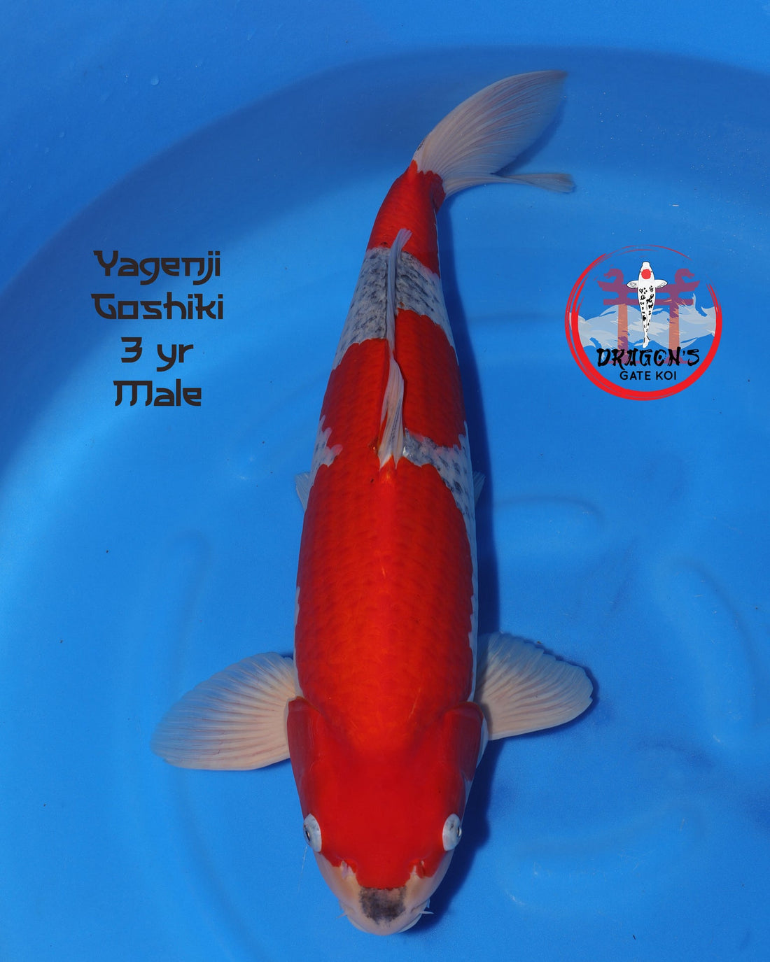 Yagenji Goshiki koi fish 56cm in bright blue water, showcasing vibrant colors and healthy features.