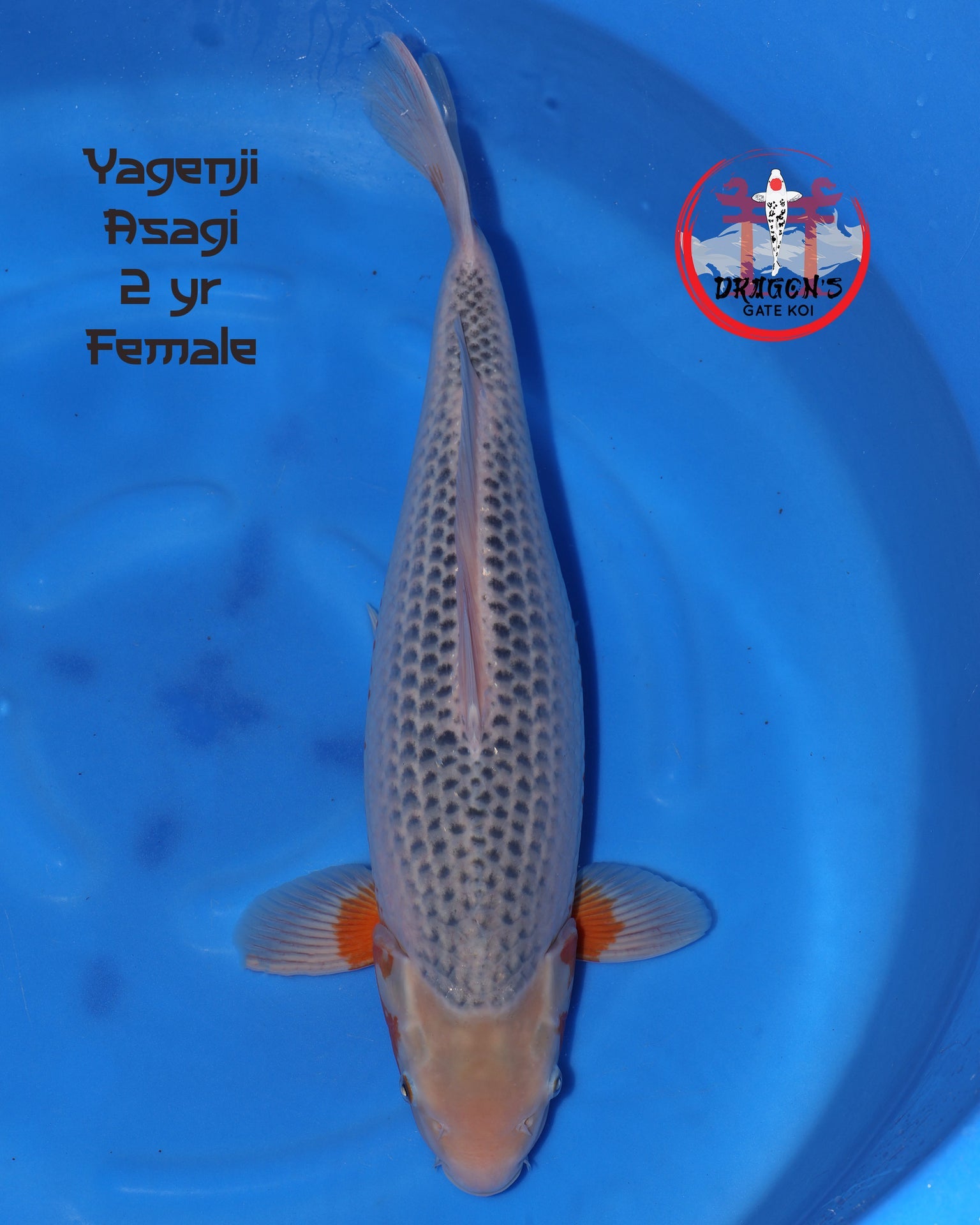 Yagenji Asagi 55cm Nisai koi swimming in blue water.