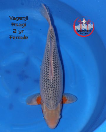 Yagenji Asagi 55cm Nisai koi swimming in blue water.